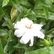 ヒメ日記 2025/06/14 16:51 投稿 今村 熟女の部屋