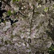 ヒメ日記 2026/04/11 13:02 投稿 今村 熟女の部屋