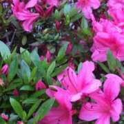 ヒメ日記 2026/04/14 02:00 投稿 今村 熟女の部屋