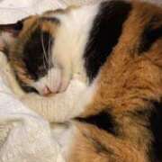 ヒメ日記 2025/01/18 21:47 投稿 ゆるり DIVAセカンドシーズン