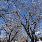 ヒメ日記 2025/04/04 14:37 投稿 いずみ One More 奥様　錦糸町店