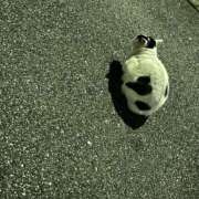 ヒメ日記 2025/07/16 13:24 投稿 れん BLACK LABEL R's