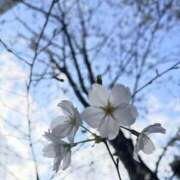 ヒメ日記 2026/04/01 07:53 投稿 白野えいな 錦糸町快楽M性感倶楽部～前立腺マッサージ専門～