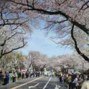 ひかり 桜祭り。 熟女の風俗最終章 所沢店