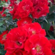 ヒメ日記 2025/08/21 16:11 投稿 新人 みのりｻﾝ De愛急行 栗東インター店