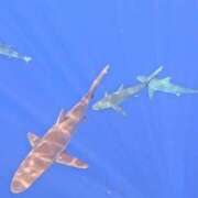 ヒメ日記 2025/11/29 12:46 投稿 もか 新潟風俗 Cherish Amulet