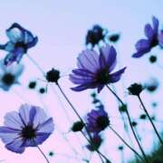 ヒメ日記 2025/02/16 22:28 投稿 まひる 木更津人妻花壇