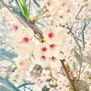 ヒメ日記 2025/03/31 12:05 投稿 まひる 木更津人妻花壇