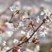 ヒメ日記 2025/04/12 11:53 投稿 まひる 木更津人妻花壇