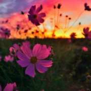 ヒメ日記 2025/09/26 18:37 投稿 まひる 木更津人妻花壇