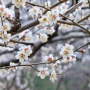 まひる 難しい 木更津人妻花壇