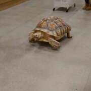 ヒメ日記 2025/02/04 08:18 投稿 ほのか 宮城大崎古川ちゃんこ