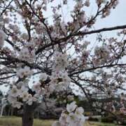 ヒメ日記 2026/04/06 20:08 投稿 ほのか 宮城大崎古川ちゃんこ