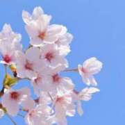 ちあき 桜がみれるのは AVANCE福岡