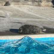 ヒメ日記 2025/01/24 16:05 投稿 るな 池袋しろパラ