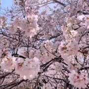 ヒメ日記 2025/04/12 11:01 投稿 るな 池袋しろパラ