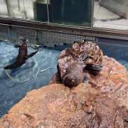 ヒメ日記 2025/08/04 02:40 投稿 ララ 姫路ラビット