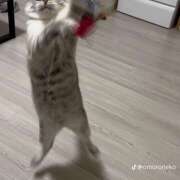 ヒメ日記 2025/10/27 06:19 投稿 ララ 姫路ラビット