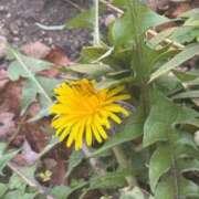 あの ‪🔆‬🌸🍰🛁 変態なんでも鑑定団
