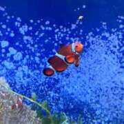 ヒメ日記 2025/01/17 20:14 投稿 ねね OOPS(オップス)