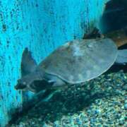 ヒメ日記 2025/02/10 19:30 投稿 ねね OOPS(オップス)