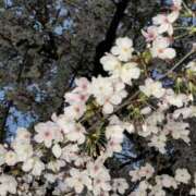 ヒメ日記 2025/04/03 19:30 投稿 ねね OOPS(オップス)