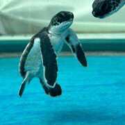 ヒメ日記 2025/05/22 19:00 投稿 ねね OOPS(オップス)