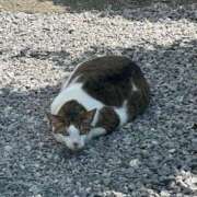 ヒメ日記 2025/05/31 19:00 投稿 ねね OOPS(オップス)