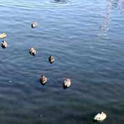 ヒメ日記 2025/04/29 10:34 投稿 さよ 藤沢人妻城