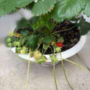 ヒメ日記 2025/05/11 15:05 投稿 冬美まり コウテイ