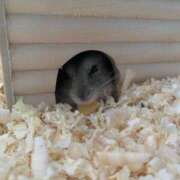 ヒメ日記 2025/04/06 01:30 投稿 えな アムールクリスタル