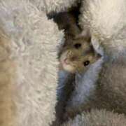 ヒメ日記 2025/04/19 11:30 投稿 えな アムールクリスタル