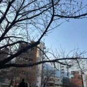 ヒメ日記 2025/03/26 12:02 投稿 ひより 東京エステコレクション 新橋・銀座