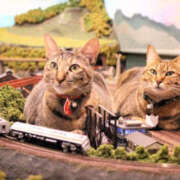 ヒメ日記 2026/03/28 15:19 投稿 利沙子 越谷熟女デリヘル マダムエプロン