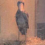 ヒメ日記 2025/01/10 22:21 投稿 福島 熟女の風俗最終章 新横浜店