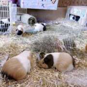 ヒメ日記 2025/11/07 21:36 投稿 かな 新潟デリヘル倶楽部