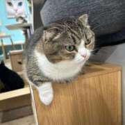 ヒメ日記 2026/02/12 21:16 投稿 かな 新潟デリヘル倶楽部