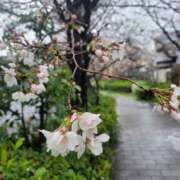 ヒメ日記 2025/03/28 11:28 投稿 森藤日香莉 五十路マダム愛されたい熟女たち 津山店