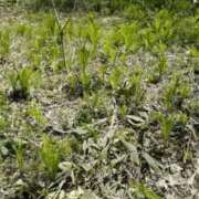 ヒメ日記 2025/04/10 23:51 投稿 ふうか 西川口おかあさん