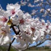 ヒメ日記 2025/03/23 13:04 投稿 シズカ ミセスコレクション