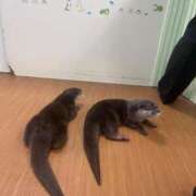 ヒメ日記 2025/08/03 01:38 投稿 りか パイレーツ