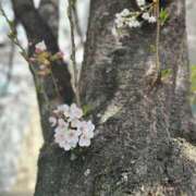 ヒメ日記 2025/04/10 22:08 投稿 さや(さや) ロケットワイフ