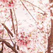 ヒメ日記 2025/04/03 10:05 投稿 さゆ 大垣羽島安八ちゃんこ