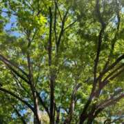 ヒメ日記 2025/04/15 14:18 投稿 杏虹【アコ】 輝女