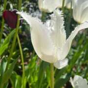 ヒメ日記 2025/04/20 20:54 投稿 杏虹【アコ】 輝女