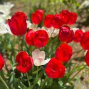 ヒメ日記 2025/04/29 13:45 投稿 杏虹【アコ】 輝女