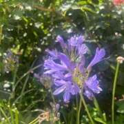 ヒメ日記 2025/07/22 09:27 投稿 杏虹【アコ】 輝女