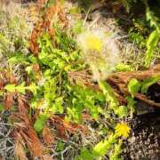 ヒメ日記 2026/03/30 19:52 投稿 杏虹【アコ】 輝女