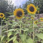 ヒメ日記 2025/08/28 16:11 投稿 めぐみ 春日部人妻花壇