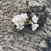 ヒメ日記 2026/03/25 13:31 投稿 めぐみ 春日部人妻花壇